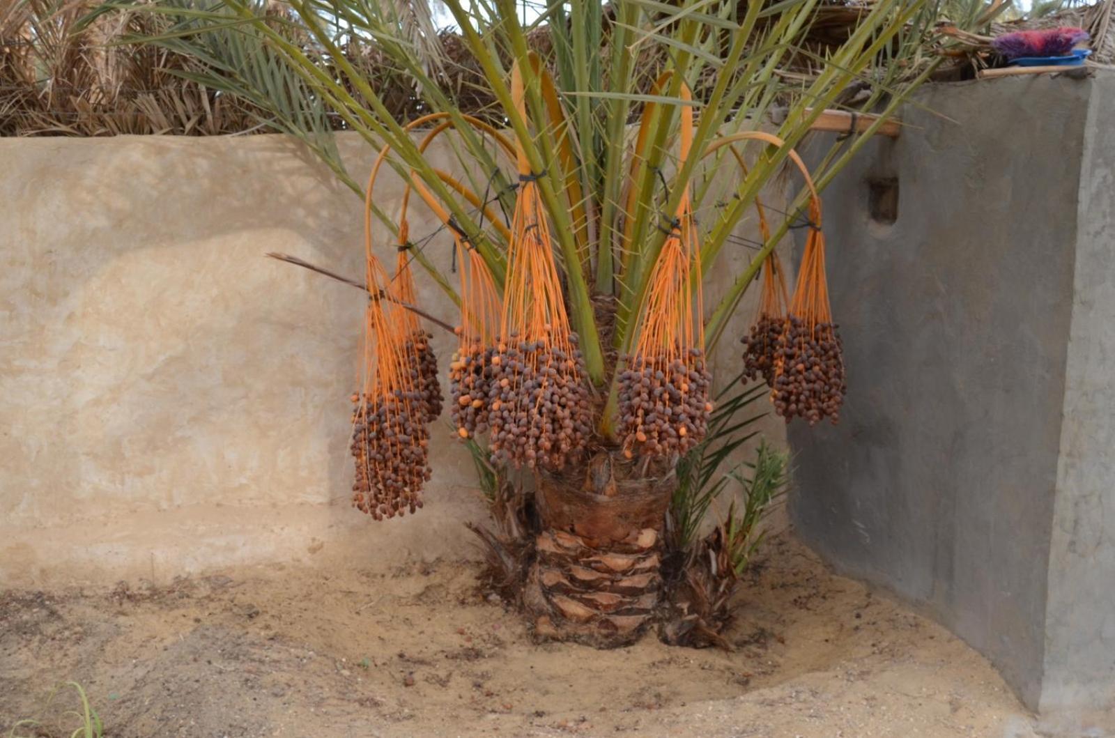 شقة Siwa Spot Siwa Oasis المظهر الخارجي الصورة